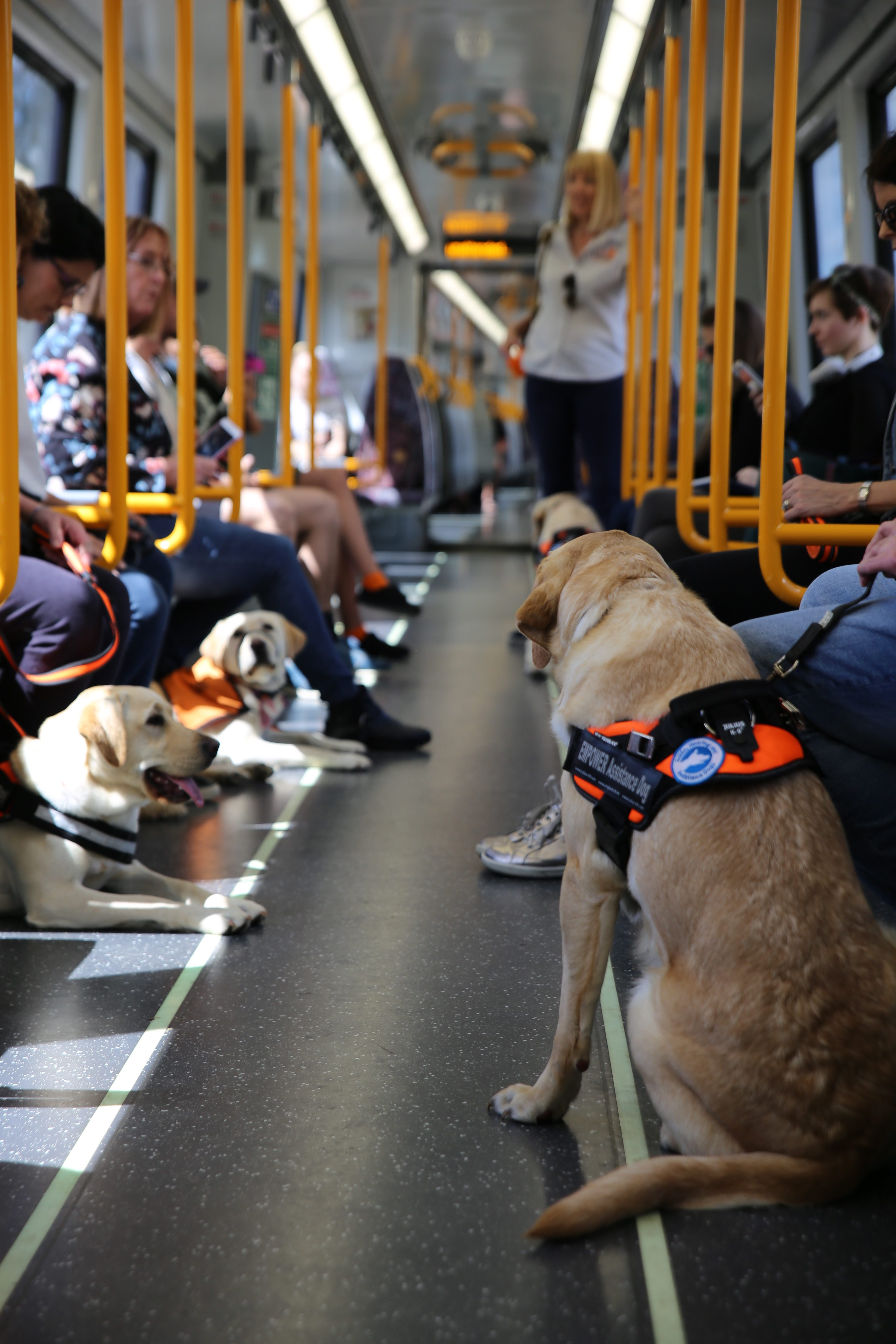 Puppy Raiser Training Day - Train Travel